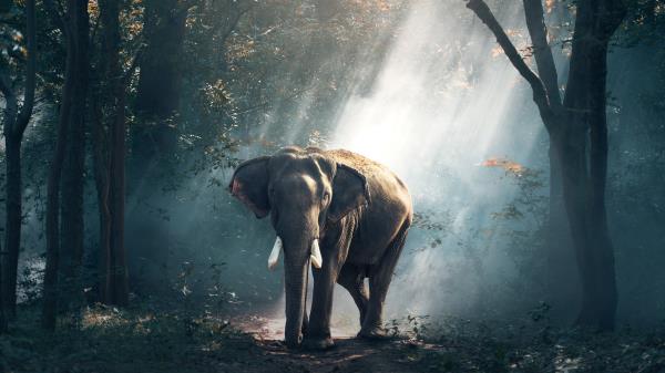 Elephant Forest Hd Wallpaper