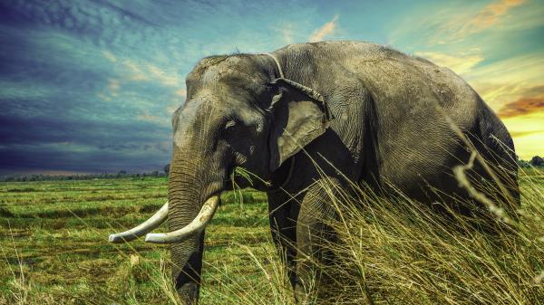 Elephant Grass Walk Wallpaper