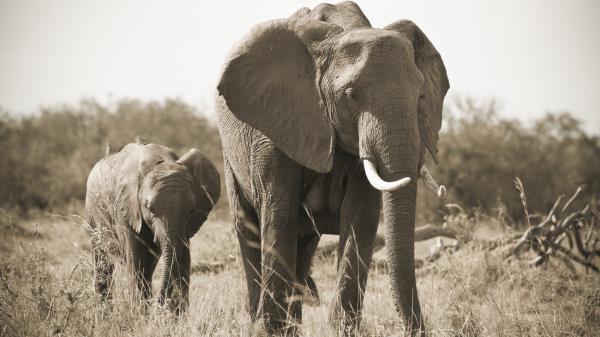 Elephant Nature Black And White Tusks Wallpaper