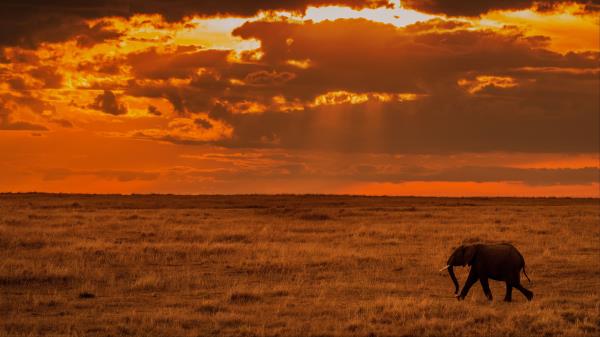 Elephant Savanna Sunset Wallpaper
