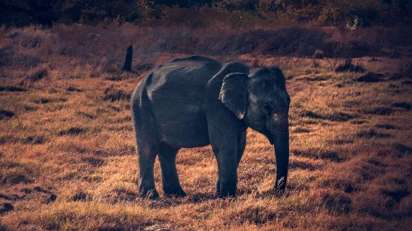 Elephant Starry Sky Wildlife Wallpaper