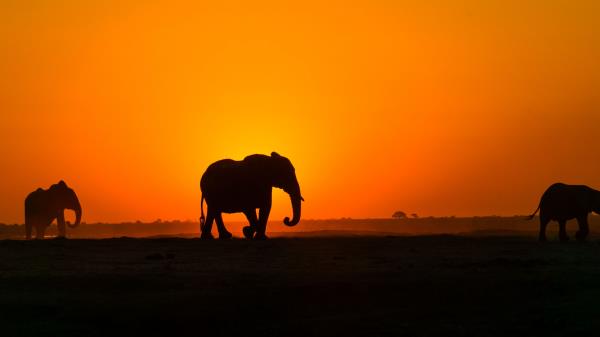 Elephant Sunset Silhouette Wallpaper