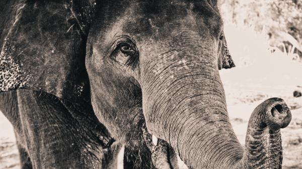 Elephant Trunk Close Up Wallpaper
