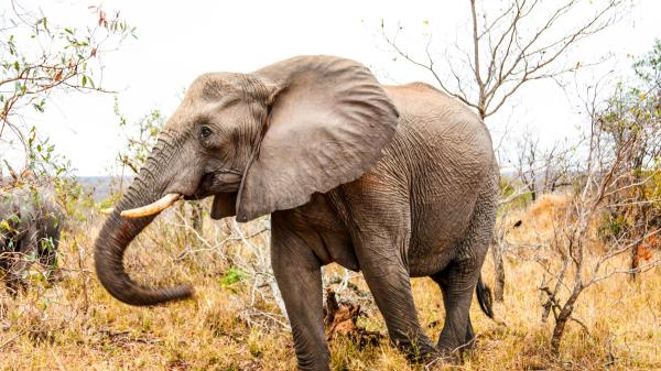 Elephant Trunk Grass Walk Wallpaper