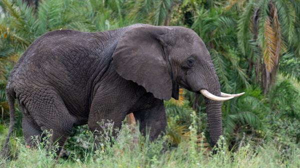 Elephant Tusks Animal Wallpaper