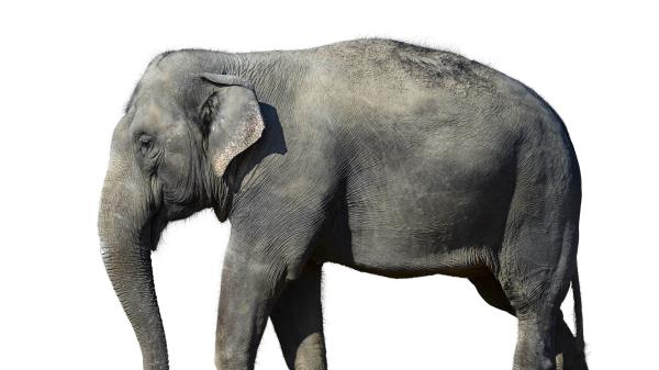 Elephant White Background Large Wallpaper