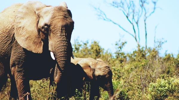 Elephants Couple Cub Grass Wildlife Wallpaper