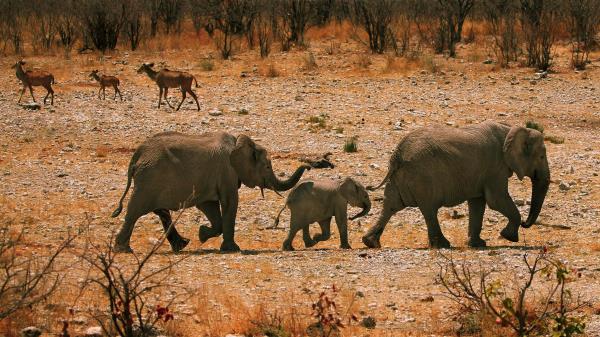 Elephants Family Walk Sand Rocks Bushes Wallpaper