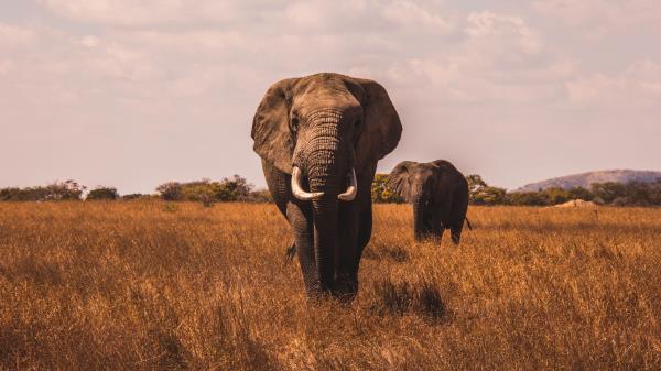 Elephants Walk Grass Wallpaper