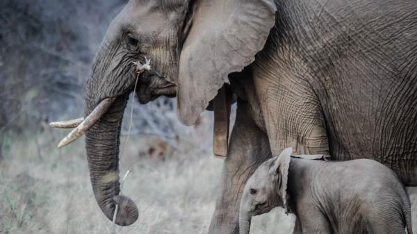 Elephants Walk Young Trunk Tusks Wallpaper