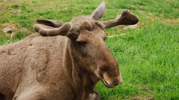 Elk Face Lying Grass Wallpaper