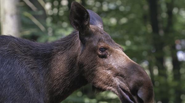 Elk Forest Reflections Face Profile Wallpaper
