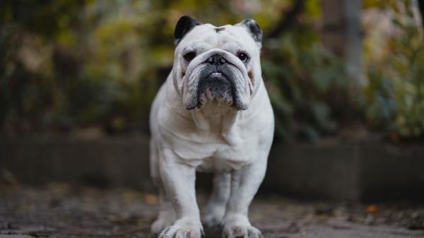 English Bulldog Bulldog Dog Wallpaper