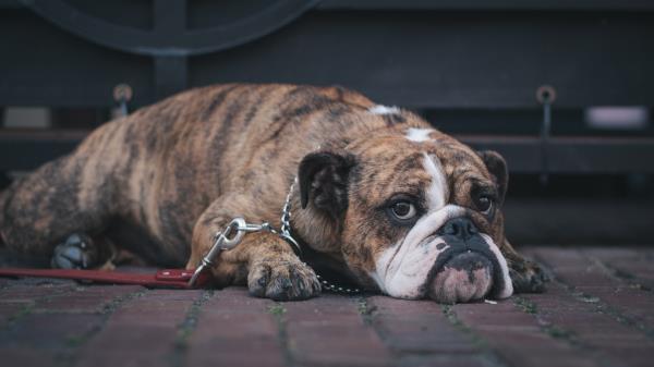 English Bulldog Dog Muzzle Lying Wallpaper