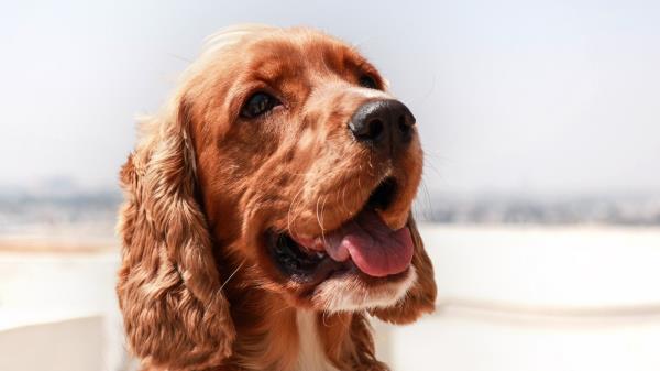 English Cocker Spaniel Dog Muzzle Protruding Tongue Wallpaper