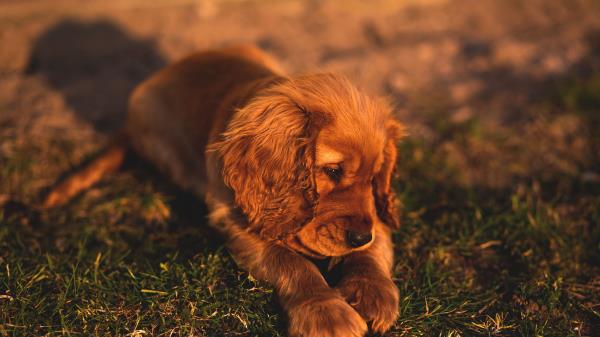 English Cocker Spaniel Puppy Dog Lies Grass Wallpaper