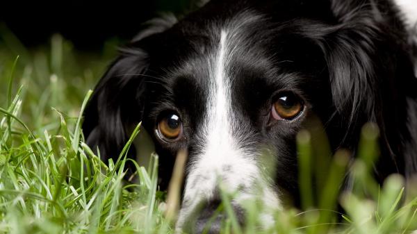 English Springer Spaniel Look Macro Dog Grass Wallpaper