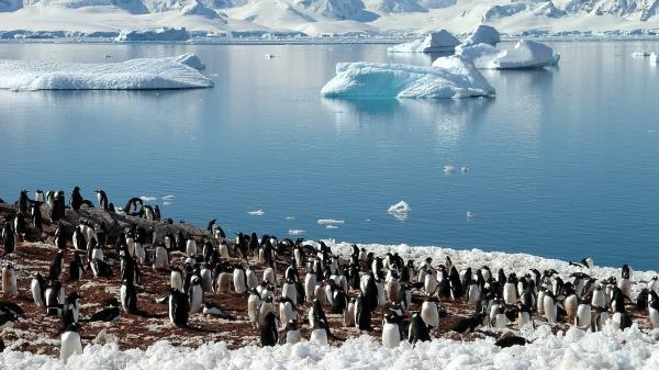 Enguins Sea Glaciers Pack North Spring Wallpaper