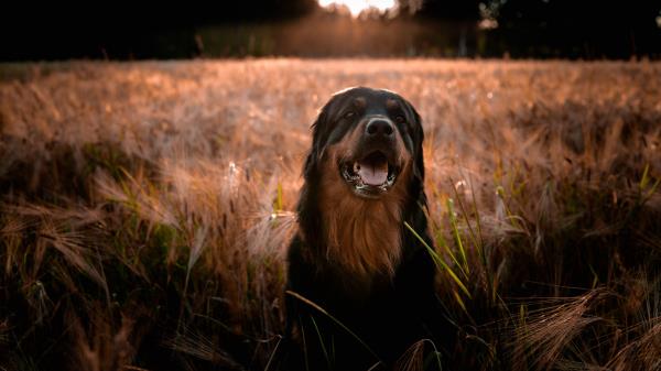 Estrela Mountain Dog Dog Muzzle Wallpaper