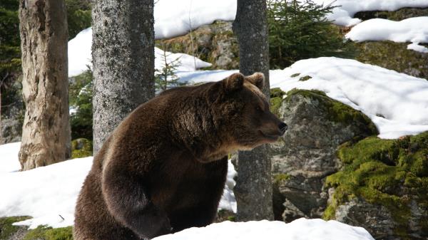 Eurasian Bear Snow Grass Moss Winter Wallpaper