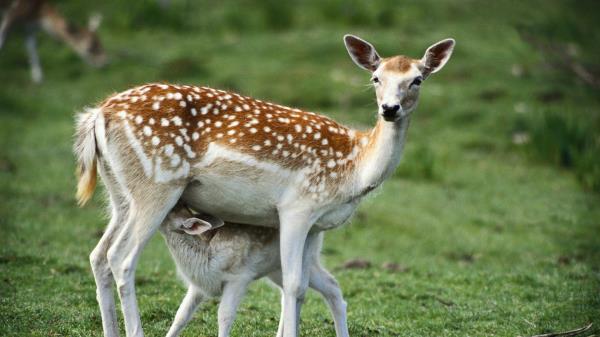 Fawn Brindle Grass Baby Wallpaper