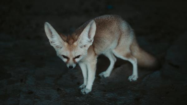 Fennec Fox Fennec Fox Wallpaper