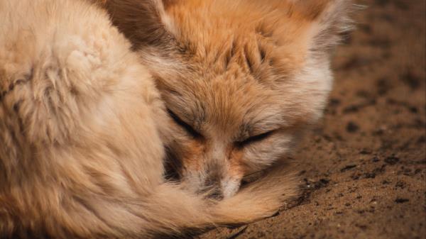 Fennec Fox Fox Cute Wallpaper