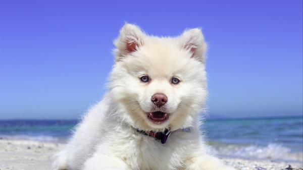 Finnish Lapphund Dog Puppy Lying Open Mouth Wallpaper
