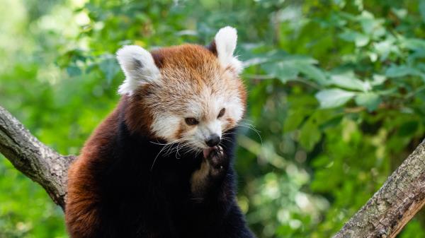 Fire Panda Small Panda Red Panda Wallpaper
