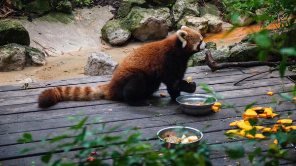 Fire Panda Zoo Food Wallpaper