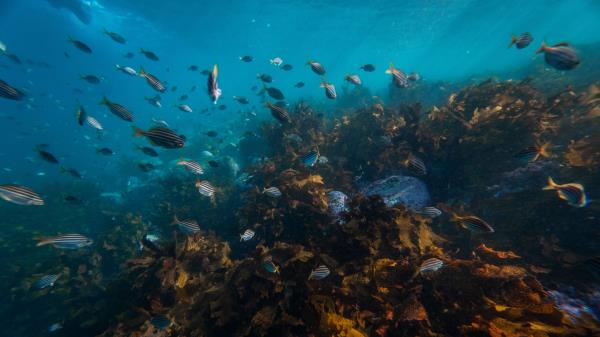 Fish Corals Algae Wallpaper