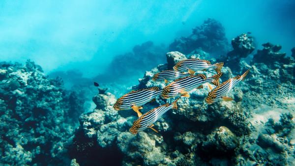 Fish Corals Reef Wallpaper