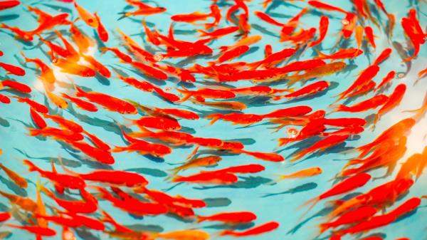 Fish Red Water Wallpaper