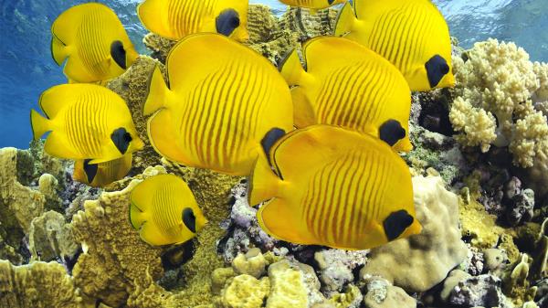 Fish Shape Underwater Sea Ocean Wallpaper