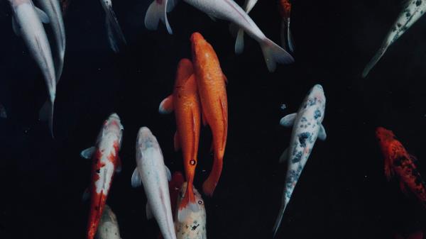 Fish Swimming Underwater World Wallpaper