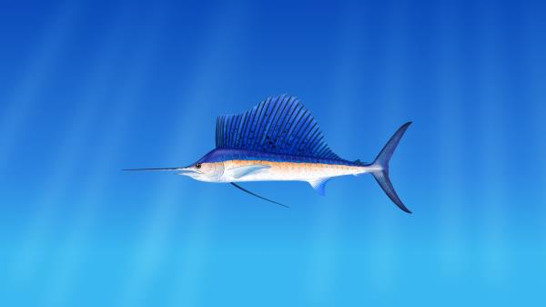 Fish Underwater Wallpaper