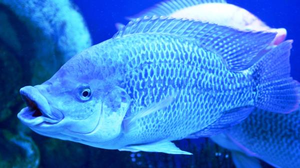 Fishes Aquarium Breath Scales Wallpaper