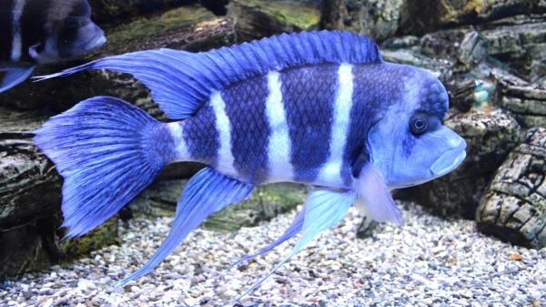 Fishes Aquarium Fins Striped Wallpaper