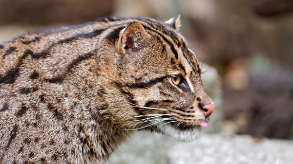 Fishing Cat Muzzle Tongue Profile Spotted Big Cat Wallpaper