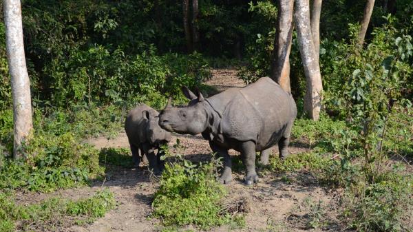 Forest Walk Rhinos Family Wallpaper