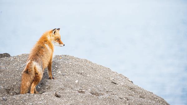 Fox Animal Brown Wallpaper