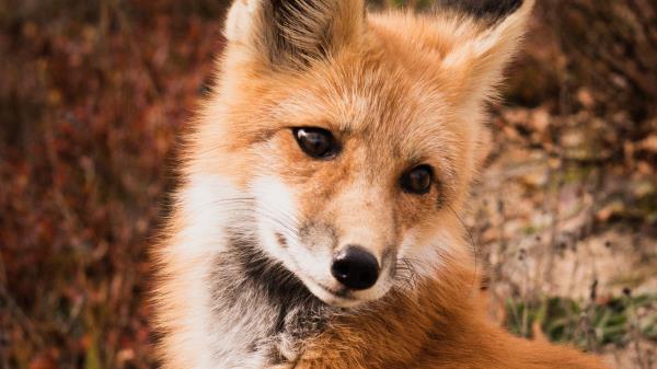 Fox Animal Predator Wallpaper