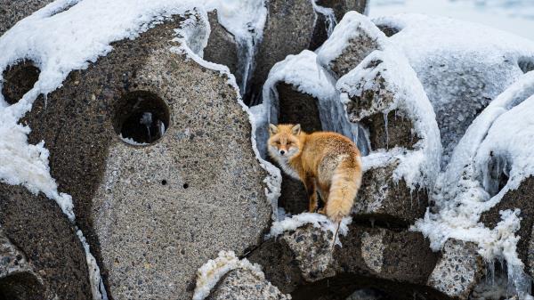 Fox Animal Red Wallpaper