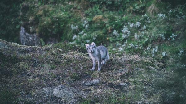 Fox Arctic Fox Look Wallpaper