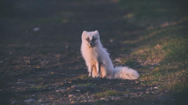 Fox Arctic Fox Sits Wallpaper