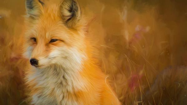 Fox Artwork Paint Hd Wallpaper