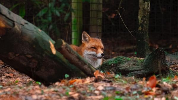 Fox Brown Animal Wallpaper