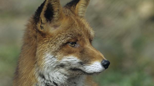 Fox Close Up Face Wallpaper