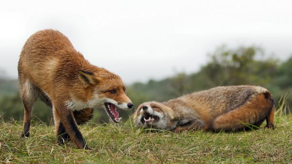 Fox Couple Grass Aggression Wallpaper