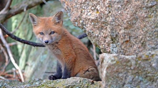 Fox Cub Baby Sit Stones Moss Wallpaper